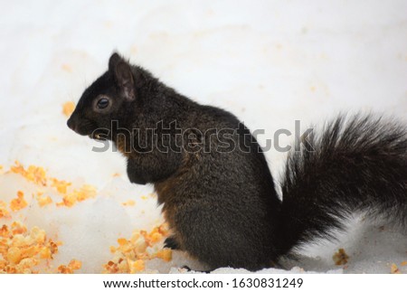 Squirrels are members of the family Sciuridae, a family that includes small or medium-size rodents.