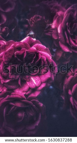 Wonderful blooming roses. Dark grunge filter and other effects used.