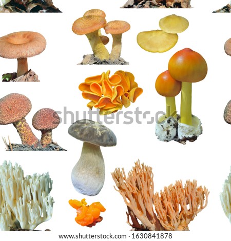 The different variegated edible mushrooms. The seamless pattern on white background, own isolated photographs of the author of the pattern are used.