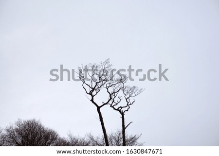 Branches of tree on white background Curonian Spit