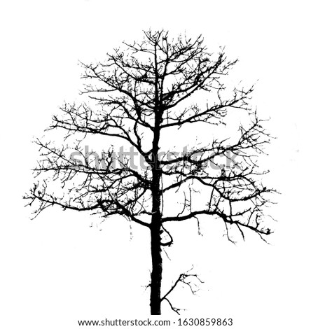 tree branches silhouette isolated white background