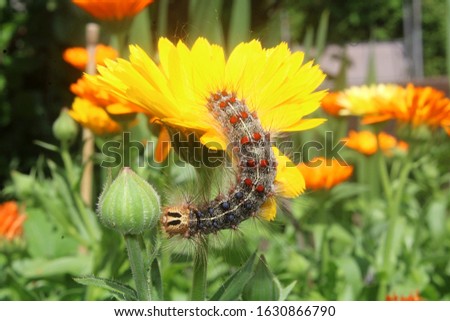 A caterpillar trying to find something to eat - possibly some of the food on your garden. Once adult, the caterpillar will evolve into a moth and will damage useful plants.