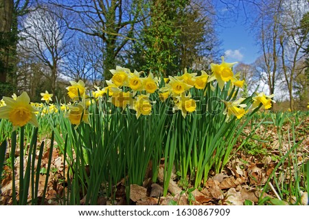 Many wild Daffodil, Narcissus pseudonarcissus, a group of flowers with trees and blue sky in the background near Dymock, The Royal Forest of Dean, Gloucestershire, United Kingdom