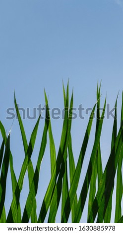 Many long green palm leaves and blue sky background