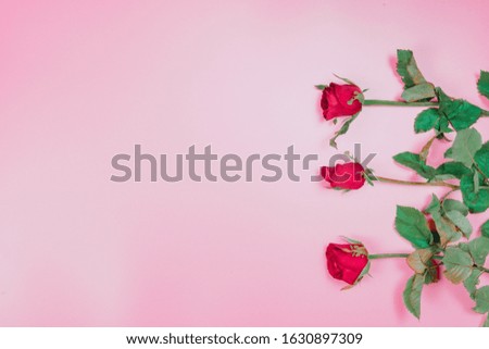 flat lay decorate design for valentine's day with red rose on pink pastel background and copy space