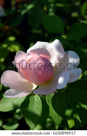 Summer garden with pink rose flower "Gentle Hermione"