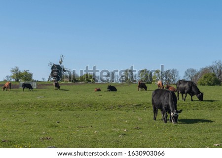 cows in a grassy field on a bright and sunny day in The Sweden.