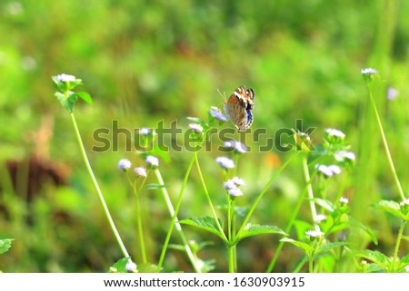 the butterfly with brown pattern