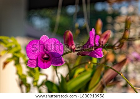 purple colors orchids. light day make so beautiful picture and happy time .Love holiday 