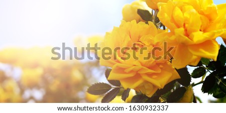 Beautiful yellow rose buds in the garden