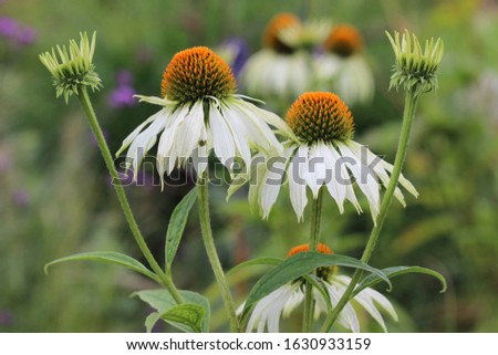 Daisy Flowers in summer Meadow, in Black & White