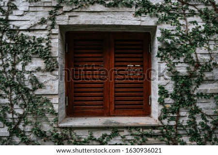 Window with wooden shutters on a background of a wall of a house with a climbing plant