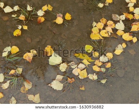 Autumn, yellow leaves float in the water