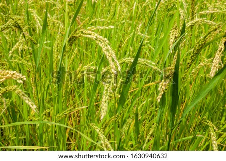 rice field in the albufera of valencia