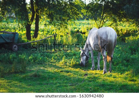 Portrait of a white gray horse in summer in green leaves.Sunset light.
