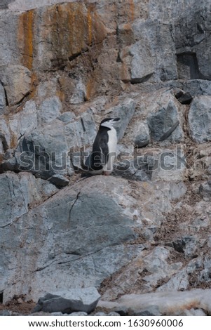A chinstrap penguin contrast against the rocky background