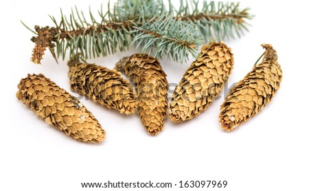 pine cones with branch on a white background