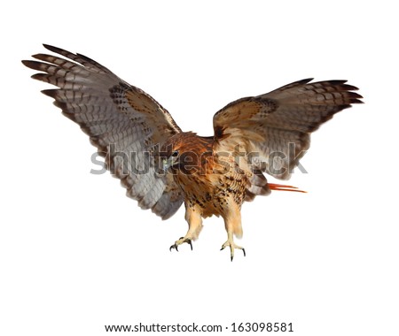 Red-tailed Hawk (Buteo jamaicensis) bird isolated on white background Royalty-Free Stock Photo #163098581