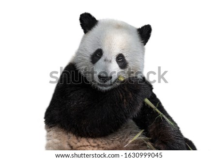 Young two-year old giant panda (Ailuropoda melanoleuca) cub eating bamboo stalk against white background