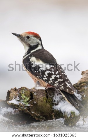 The Middle Spotted Woodpecker,  Dendrocoptes medius is sitting on the branch, somewhere in the forest, colorful background and nice soft light, winter picture with the snow 