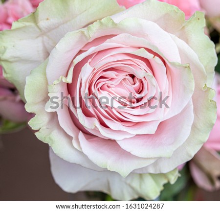 Pink rose close up, background image, background desktop image