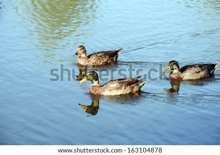 Ducks on pond in summer