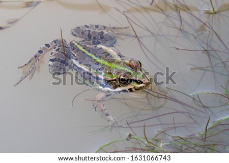 Marsh frog (Pelophylax ridibundus) in a pond. Green frog with a head over water. Royalty-Free Stock Photo #1631066743