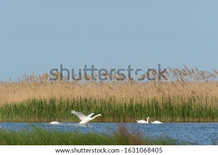 White swan. Beautiful swan. Cygnus. Romance of white swan.