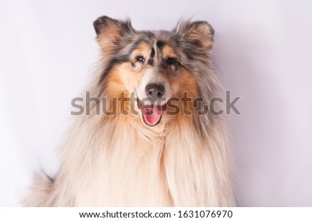 Large dog breed Scottish shepherd on a white background
