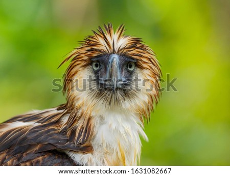 Philippine Eagle with Wild Life Background