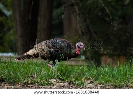 a wild turkey walking through tall grass