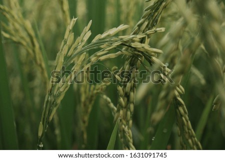 green rice grains in the rice fields