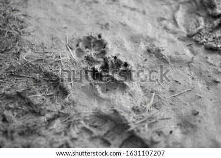 Dogs Footprints in the Winter Mud
