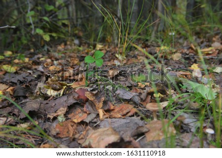 A young mushroom (Boletus edulis) with a brown hat hides among fallen leaves under branches of clover in the forest. This mushroom is edible and good.
