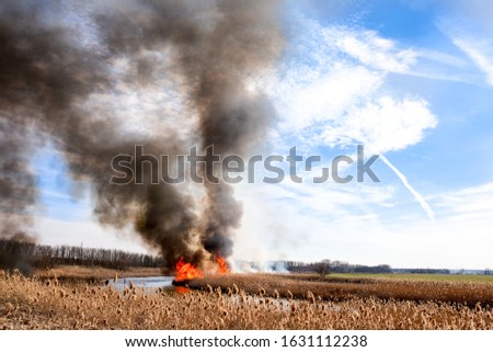 In the fire, dry reeds burn on the river bank against a blue sky. Theme of summer and spring fires.