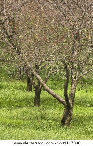 A vertical picture of fruit trees in a garden surrounded by grass under the sunlight