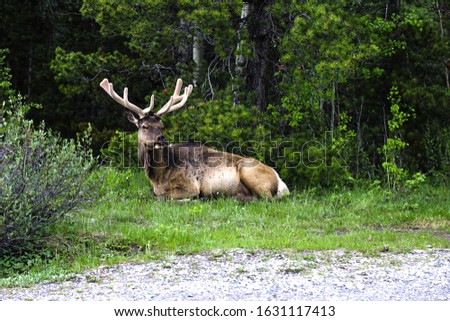 Picture taken of this huge elk along the road while leaving the camp site in Banff National Park.