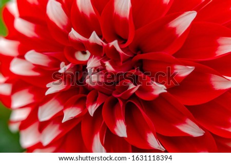 Close up of a beautiful Dahlia. Dahlia flower, summer scene, macro, beautiful flora, close up petals, pink and yellow flower over green grass blurred background.