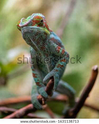 Panther chameleon (Furcifer pardalis) Reptile