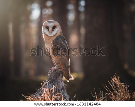 Burn owl (Tyto alba) sitting on tree in evening summer forest. Autumn forest background. Summer sunset.