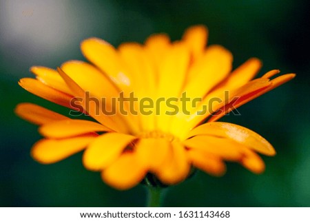 Close up shot of a daisy flower with bokeh in the background.