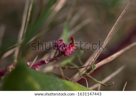 The macro picture of purple flower bud in grass