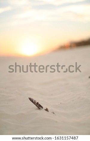 
feather on sand background sunset
