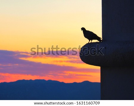 silhouette of the bird sitting on the wall