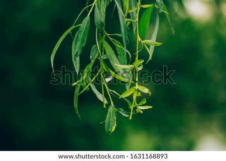 green willow branches with leaves background