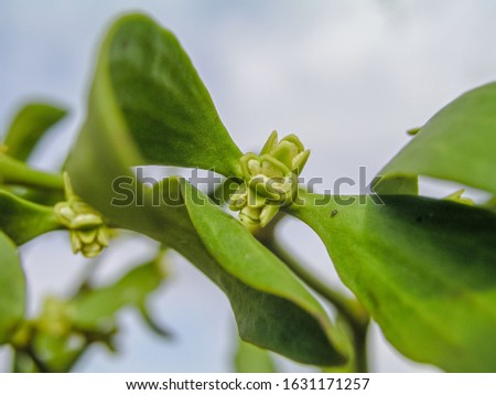 Viscum Green flowers with leaves . Blossoming mistletoe on branches in spring outdoor. Collection of medicinal plants during flowering in summer and spring. Medicinal herbs. self-medication