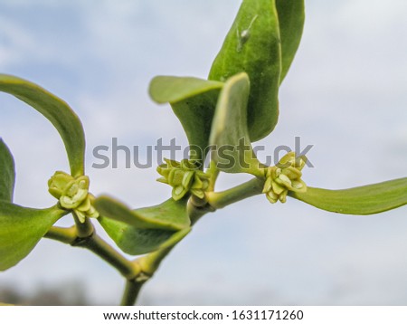 Viscum Green flowers with leaves . Blossoming mistletoe on branches in spring outdoor. Collection of medicinal plants during flowering in summer and spring. Medicinal herbs. self-medication