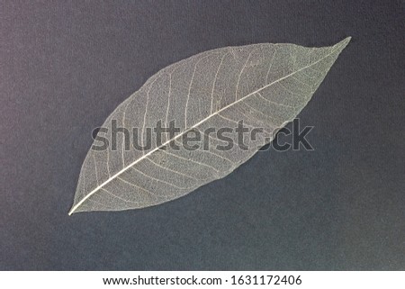 dry leaf on black background, top view