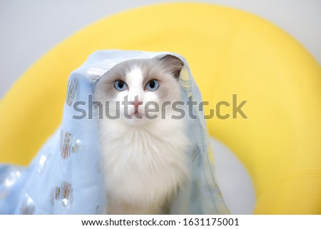 Blue bicolor purebred ragdoll cat sitting on a yellow chair with light blue scarf on head. Big blue eyes looking at camera. 