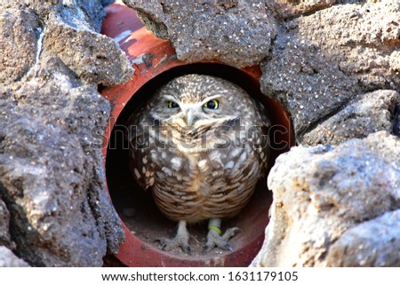 A burrowing owl standing watch in his cave opening.  Taken at the Phoenix Zoo.
